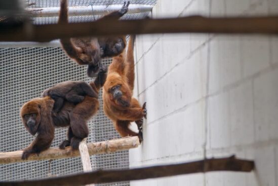 Wild – Rede Selvagem