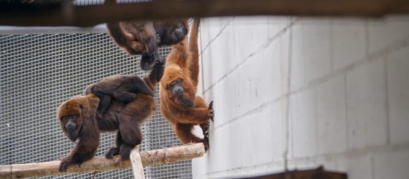 Wild – Rede Selvagem