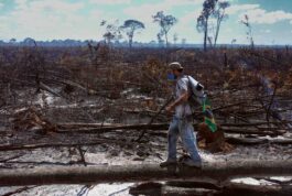 Cinzas da Floresta – Inédito