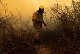 Sinfonia da Sobrevivência – Inédito